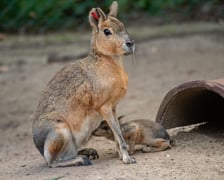 Mary patagońskie z wrocławskiego zoo