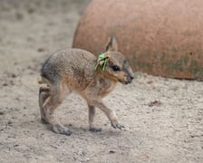 Mary patagońskie z wrocławskiego zoo