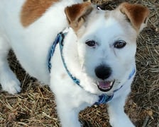 Szczepan to nasz wspaniały przyjaciel, jest radosny, bardzo ruchliwy, dosłownie wszędzie go pełno i pełen wdzięku, jak przystało na pieska rasy Jack Russell terrier.