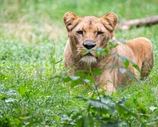 Rusza budowa nowej Lwiarni w ZOO Wrocław.