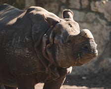 Nosorożce z wrocławskiego zoo