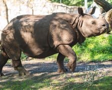 Nosorożce z wrocławskiego zoo