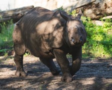 Nosorożce z wrocławskiego zoo