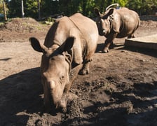 Nosorożce z wrocławskiego zoo