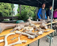 Piknik Paleontologiczny we wrocławskim Ogrodzie Botanicznym