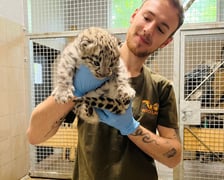 Opiekun zwierząt z zoo Wrocław. Piotr Harapin, Wydział Ssaków Drapieżnych