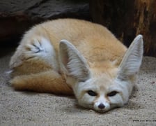 Wild Run to bieg charytatywny. Zebrane dzięki niemu pieniądze zostaną przeznaczone na pomoc zagrożonym zwierzętom w Afryce.