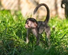 <p>Mangaba przyszła na świat w październiku 2023. Małpka ma przenikliwe spojrzenie i odstające uszy.&nbsp;</p>
