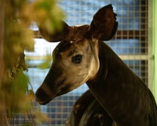 Okapi