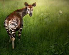 Okapi