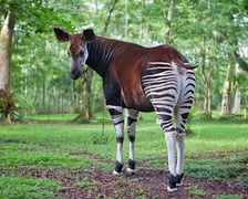 Okapi