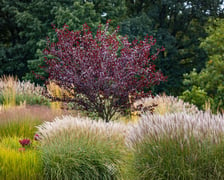 Jesień w Arboretum Wojsławice