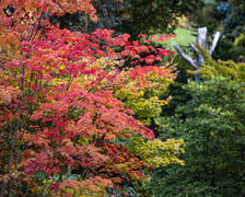 Jesień w Arboretum Wojsławice