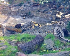 Młode pantery śnieżne z wrocławskiego zoo (w czerwcu, w sierpniu i październiku)