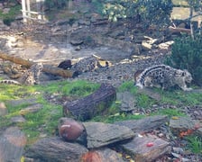 Młode pantery śnieżne z wrocławskiego zoo (w czerwcu, w sierpniu i październiku)