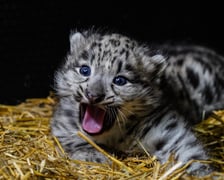 Młode pantery śnieżne z wrocławskiego zoo (w czerwcu, w sierpniu i październiku)