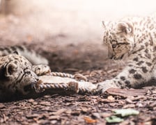 Młode pantery śnieżne z wrocławskiego zoo (w czerwcu, w sierpniu i październiku)