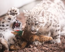 Młode pantery śnieżne z wrocławskiego zoo (w czerwcu, w sierpniu i październiku)