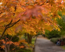 Jesień w Ogrodzie Japońskim