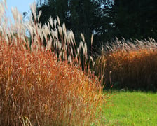 Arboretum Leśne