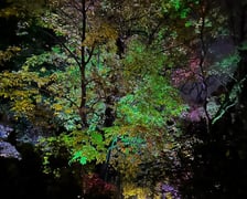 Nocne iluminacje w Ogrodzie Botanicznym