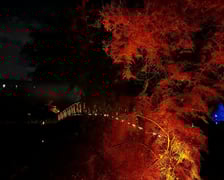 Nocne iluminacje w Ogrodzie Botanicznym