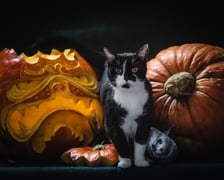 Psy i koty do adopcji z wrocławskiego schroniska w halloweenowej odsłonie