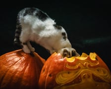 Psy i koty do adopcji z wrocławskiego schroniska w halloweenowej odsłonie