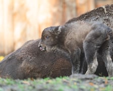 Młode żubry we wrocławskim zoo można już oglądać na wybiegu