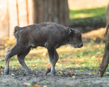 Młode żubry we wrocławskim zoo można już oglądać na wybiegu