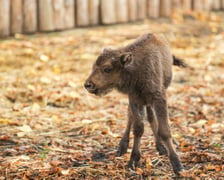 Młode żubry we wrocławskim zoo można już oglądać na wybiegu