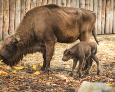 Młode żubry we wrocławskim zoo można już oglądać na wybiegu