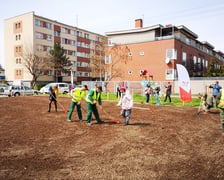 Wrocław dla pszczół - sianie łąk kwietnych we Wrocławiu