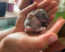 Stowarzyszenie Ochrony Zwierząt Ekostraż pomaga chorym i rannym zwierzętom
