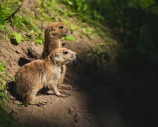 Nieświszczuki, czyli pieski preriowe - nowy gatunek we wrocławskim zoo