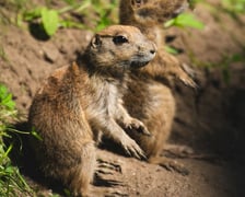 Nieświszczuki, czyli pieski preriowe - nowy gatunek we wrocławskim zoo