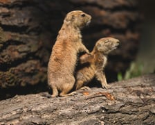 Nieświszczuki, czyli pieski preriowe - nowy gatunek we wrocławskim zoo