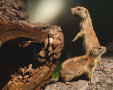 Nieświszczuki, czyli pieski preriowe - nowy gatunek we wrocławskim zoo