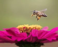 Kampania "Dzikie w mieście" - pszczoła