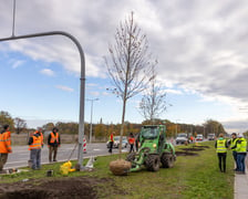 Wzdłuż ulicy Kosmonautów powstaje szpaler klonów. Duże drzewa o średnicy ponad 30 centymetrów, wysokie na 4,5-5 metrów, sadzone są od skrzyżowania z Fieldorfa i 11 Listopada do skrzyżowania z al. Architektów.