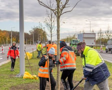 Wzdłuż ulicy Kosmonautów powstaje szpaler klonów. Duże drzewa o średnicy ponad 30 centymetrów, wysokie na 4,5-5 metrów, sadzone są od skrzyżowania z Fieldorfa i 11 Listopada do skrzyżowania z al. Architektów.