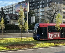 Świeżo posadzone drzewa w ciągu ulicy Legnickiej.