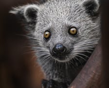 <p>Binturong</p>