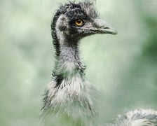 <p>Emu</p>
