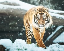 <p>Tygrys sumatrzański</p>