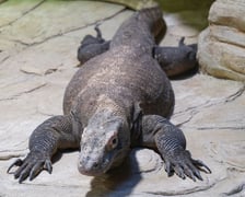 Flores, samica warana z Komodo