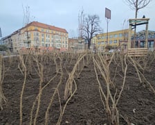 Nasadzenia na Hubach, Gaju i Tarnogaju - 13 grudnia 2023 r.