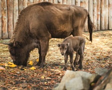 <p>Pomelo i Podgrzybek to nowi mieszkańcy wrocławskiego zoo. Mają po około 30-40 kilogram&oacute;w. Na razie piją mleko, ale w przyszłości będą zajadały się sianem, zielonką i warzywami. Należą do gatunku, kt&oacute;ry kiedyś wymarł w naturze i uratowany został dzięki ogrodom zoologicznym.<br /><br />Cielaki czują się dobrze i coraz chętniej wychodzą na wybieg. Żubry europejskie można oglądać w zoo za Afrykarium, obok wybiegu okapi. Ekspozycja ciągle się zmienia, bo ten gatunek dobrze czuje się w ogrodzie, a tegoroczne młode są już kolejnymi urodzonymi we Wrocławiu.</p>
<p>&nbsp;</p>