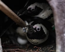 <p>We wrocławskim zoo wykluły się także pingwiny.</p>