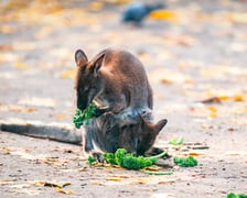 <p>Kangur rdzawoszyi, walabia Bennetta także przyszedł na świat w Zoo Wrocław w 2023 roku. To gatunek ssaka z podrodziny kangur&oacute;w w obrębie rodziny kangurowatych. Ssak roślinożerny żyjący samotnie lub tworzący stada. Młode wielkości orzecha wędruje po porodzie do torby lęgowej matki, gdzie rozwija się jeszcze przez osiem miesięcy.</p>
<p>Kangury rdzawoszyje występują na terenach przybrzeżnych wschodniej Australii i Tasmanii. Są aktywne nocą, nad ranem lub p&oacute;źnym popołudniem. Żywią się gł&oacute;wnie liśćmi i trawą. Są poławiane dla mięsa i futra, a w pobliżu farm hodowlanych są tępione jako szkodniki.</p>
<p>&nbsp;</p>